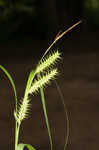 Giant sedge